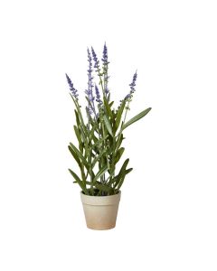 Lavendel i potte  H33cm
254802