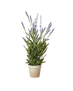 Lavendel i potte  h43cm254803