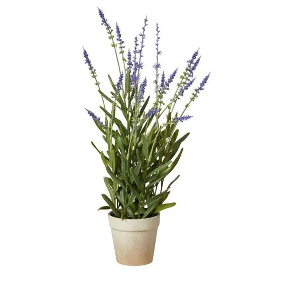 Lavendel i potte  h43cm
254803